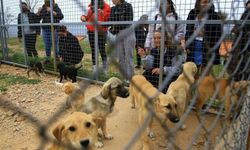 Muğla'da Geçici Hayvan Bakımevi’ne ziyaretçi akını