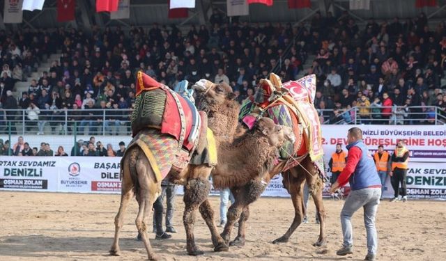 Deve güreşleri nefes kesecek