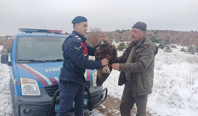 Jandarma yaban hayvanları doğada yalnız bırakmıyor