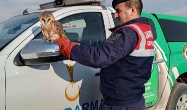 Nesli tehlike altında olan baykuş koruma altına aldı